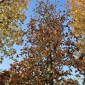 Fagus sylvatica 'Atropunicea' - november 2025