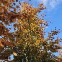 Fagus sylvatica 'Atropunicea' - november 2025
