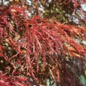 Acer palmatum 'Garnet' - 5