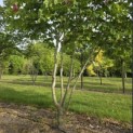 Aesculus x carnea 'Briotii' - 3