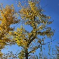 Ginkgo biloba - Foto 4