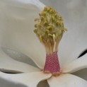 Magnolia grandiflora 'Galissonnière' - 6
