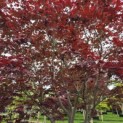Acer palmatum 'Atropurpureum' - Foto 1