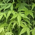 Acer palmatum 'Ryusen' - 2