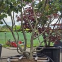 Parrotia persica - 1