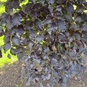 Fagus sylvatica 'Atropunicea' - 3