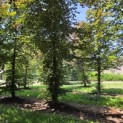 Fagus sylvatica 'Atropunicea' - 1