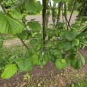 Corylus Avellana 'Aurea' - 1