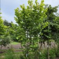 Corylus Avellana 'Aurea' - juli 2026