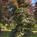 Fagus sylvatica 'Atropunicea' - 2