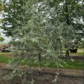 Pyrus salicifolia 'Pendula' - 3