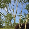 Heptacodium miconioides - Foto 5