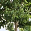 Heptacodium miconioides - Foto 7