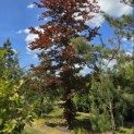 Fagus sylvatica 'Atropunicea' - Foto 3
