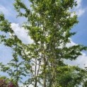 #506 Sycoparrotia semidecidua Sycoparrotia mehrstämmig