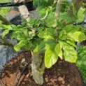 #506 Sycoparrotia semidecidua Sycoparrotia mehrstämmig