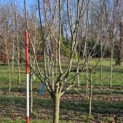 Malus domestica 'Red Elstar' - Foto 1