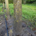 Salix babylonica 'Tortuosa' - Foto 1