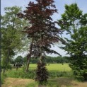 Fagus sylvatica 'Atropunicea' - Foto 1