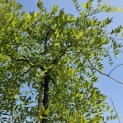 Sophora Japonica 'Pendula' - 1