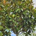 Magnolia grandiflora 'Galissonnière' - 2