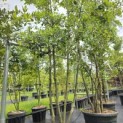 Quercus ilex - 3