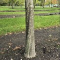 Carpinus betulus - 6
