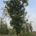 Prunus 'Sunset Boulevard' - Foto 2