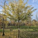 Sycoparrotia semidecidua 'Prins Claus' - 5