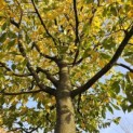 Sycoparrotia semidecidua 'Prins Claus' - 4