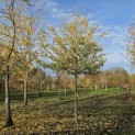 Sycoparrotia semidecidua 'Prins Claus' - 2