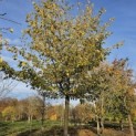 Sycoparrotia semidecidua 'Prins Claus' - 3
