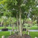 Acer palmatum - Foto 3