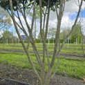 Prunus laurocerasus 'Caucasica' - Foto 7