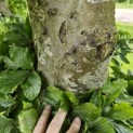 Fagus sylvatica - 2