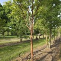 Acer griseum - 3