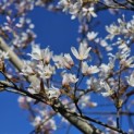 Amelanchier arborea 'Robin Hill' - Foto 4