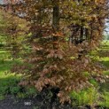 Fagus sylvatica 'Atropunicea' - 2
