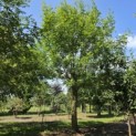 Pterocarya Stenoptera - juli 2026 locatie Kamp