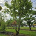 Catalpa erubescens 'Purpurea' - Foto 1