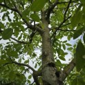 Juglans regia 'Buccaneer' - 2