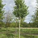 Acer rubrum 'Summer Red' - 2