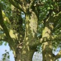 Acer campestre - Foto 4