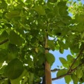 Prunus domestica 'Opal' - Foto 2