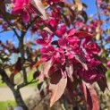 Malus 'Profusion' - 1