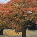 Acer palmatum 'Dissectum' - 3