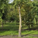 Ginkgo biloba - 1