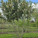 Prunus laurocerasus 'Caucasica' - Foto 3