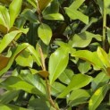 Magnolia grandiflora 'Goliath' - 1