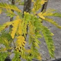 Gleditsia triacanthos ‘Sunburst' - begin herfstverkleuring